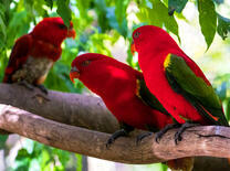 Три красных попугая на ветке дерева