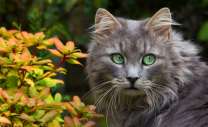 Пушистая серая кошка в цветах