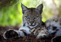 Серая рысь на отдыхе