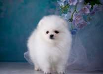 Пушистый болоньез под цветущей яблоней