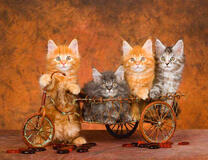 Четыре милых котёнка на велосипеде