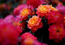 Полные бутоны цветущих роз