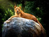 Отдых гордой львицы на камне