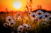 Ромашковое поле на рассвете