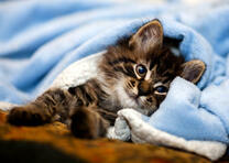 Котенок под голубым пледом