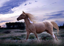 Гордая лошадь на лугу