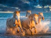 Четыре скакуна в морских волнах