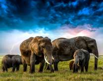 Большое стадо слонов со слонятами