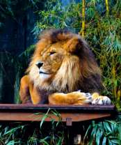 Отдых льва в зарослях бамбука