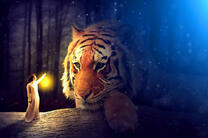 Тигр в ночи и маленькая фея