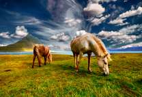 Две лошади пасутся на заливном лугу