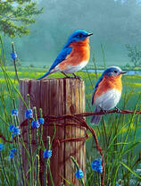 Две желтогрудые птички на столбе