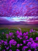 Розовые облака и фиолетовое поле цветов