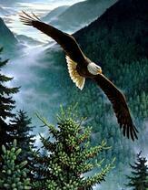 Полет орла над высокими горами