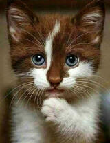 Милый котёнок с рыжо-белым окрасом