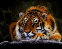 Большой пушистый тигр