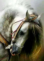 Белая лошадь