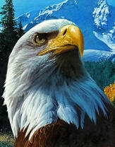 Белоголовый орел на фоне снежных гор