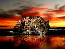 Леопард на фоне красного заката
