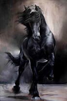 Породистый черный конь