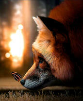 Лиса и бабочка