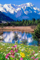 Горные луга с цветами