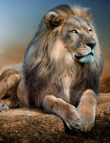 Гордый лев