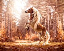 Красивый пони в лесу