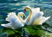 Белые лебеди на чистом озере