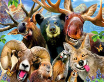 Лесные животные на селфи