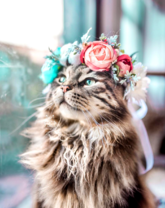 Кошка в цветочном венке