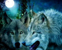 Злые волки в полнолуние