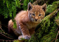 Детеныш рыси на дереве