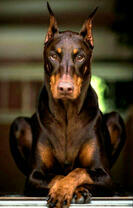 Холеный доберман