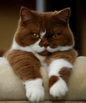 Милаха-котик