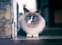 Котик с голубыми глазками