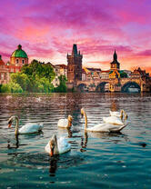 Лебеди на пруду европейского города