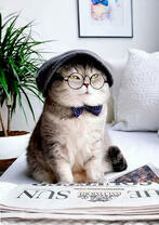 Смешной кот в клетке