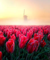 Поле тюльпанов в утреннем тумане