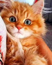 Рыженький котёнок с серыми глазками