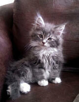 Пушистый котёнок на кресле