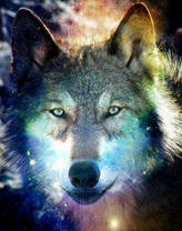 Портрет серого волка