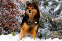 Пушистый пес в заснеженном лесу