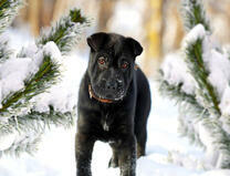 Черный шарпей среди снега
