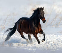 Резвый конь среди снега