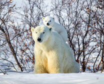 Белые мишки среди снега