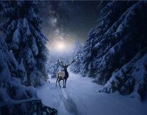 Роскошный олень в зимнем лесу