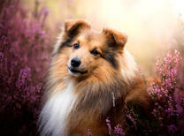 Колли среди лаванды