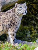 Снежный барс