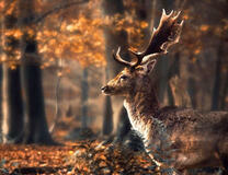 Олень в осеннем лесу